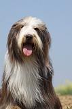 BEARDED COLLIE 187